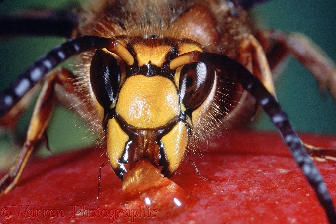 Hornet (Vespa crabro) male drinking juice from an over ripe apple