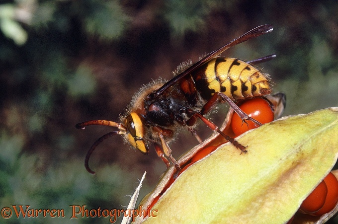 Hornet (Vespa crabro) male on iris seed pod