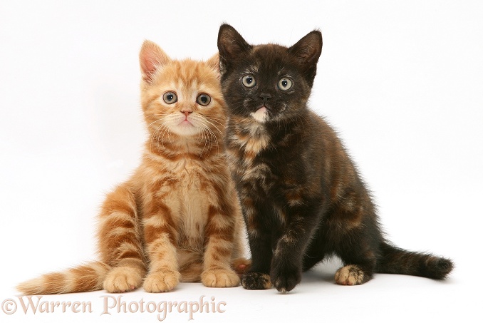Red tabby and chocolate-tortoiseshell British Shorthair kittens, white background