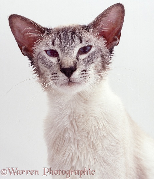 Siamese x Ragdoll cat Curly after the administration of ear drops to combat ear mites, white background