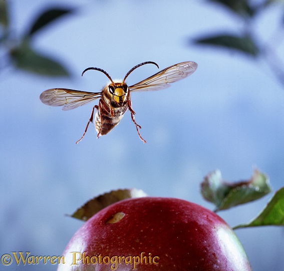 Hornet (Vespa crabro) male flying to over ripe apple.  Europe