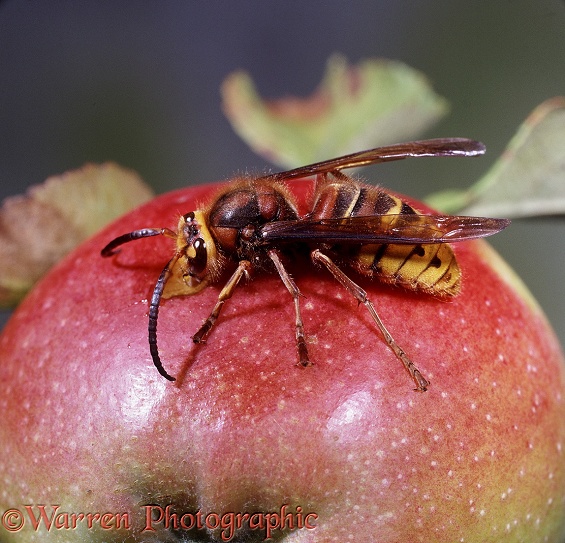 Hornet (Vespa crabro) male feeding on ripe apple.  England