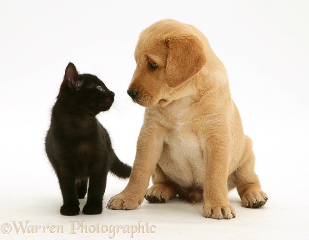 Black kitten and retriever pup, white background