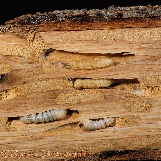 Wasp Beetle (Clytus arietus) larvae and pupae in dead oak branch.  Europe