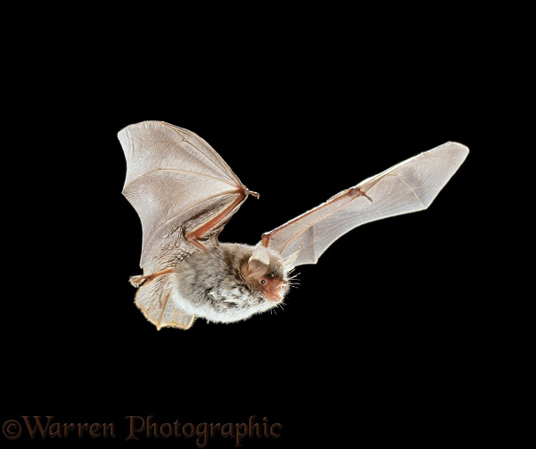 Natterer's Bat (Myotis nattereri) in flight.  Europe