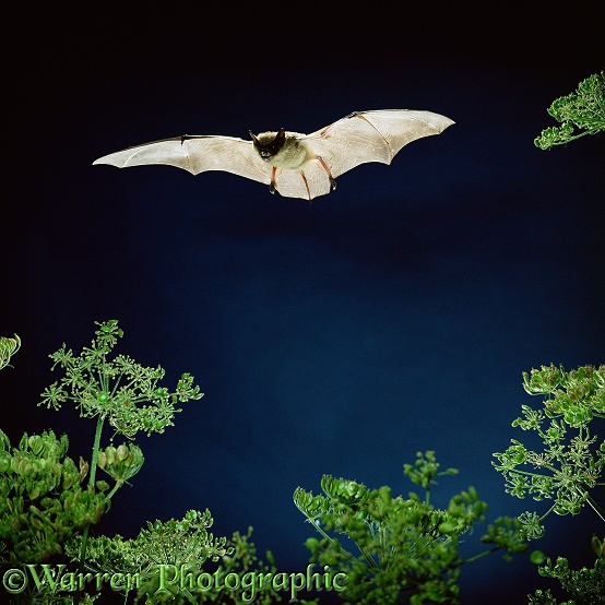 Serotine Bat (Eptesicus serotinus) flying over hogweed.  Europe