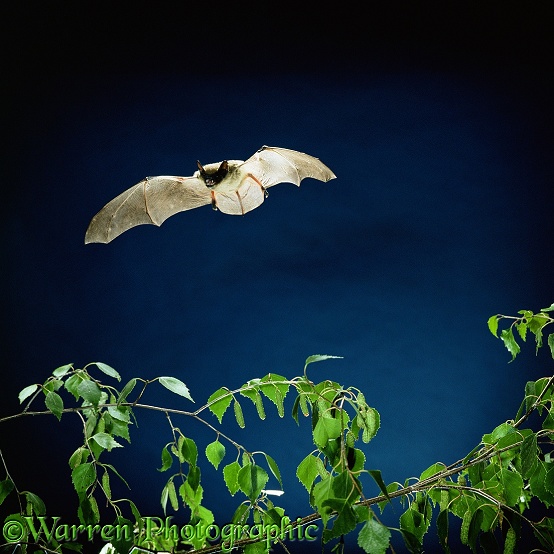 Serotine Bat (Eptesicus serotinus) flying over birch.  Europe