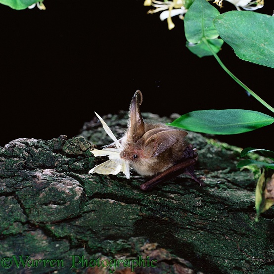 Long-eared Bat (Plecotus auritus) eating a moth.  Europe