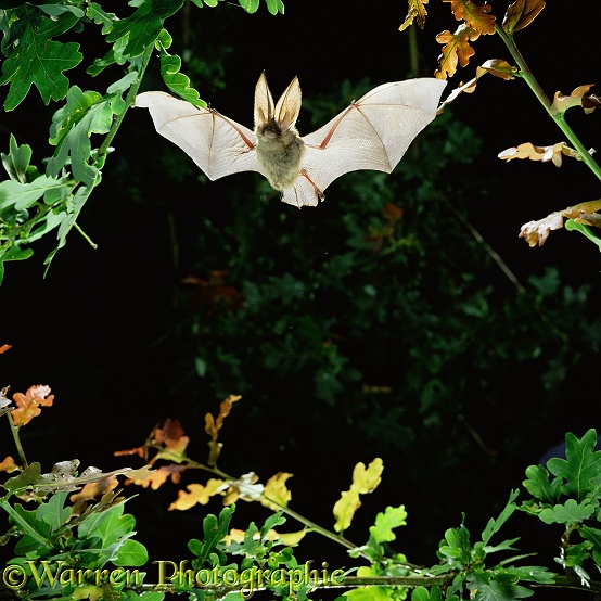 Long-eared Bat (Plecotus auritus) in flight.  Europe