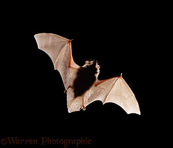 Pipistrelle Bat (Pipistrellus pipistrellus).  Europe & Asia