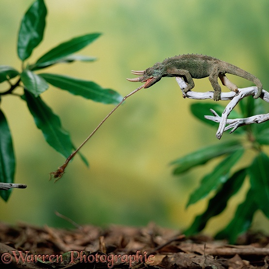 Jackson's Chameleon (Chamaeleo jacksonii) male taking a cricket.  Africa
