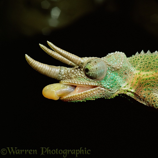 Jackson's Chameleon (Chamaeleo jacksonii) male about to take an insect.  Africa