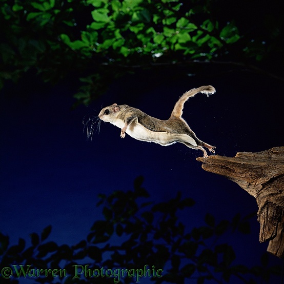Southern Flying Squirrel (Glaucomys volans) leaping into mid air.  North America