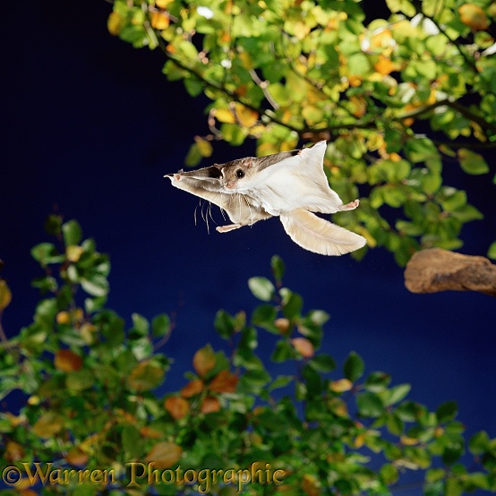 Southern Flying Squirrel (Glaucomys volans) in mid glide.  North America