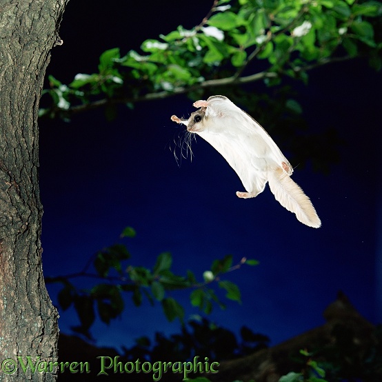 Southern Flying Squirrel (Glaucomys volans) gliding in to land on a vertical tree trunk.  North America