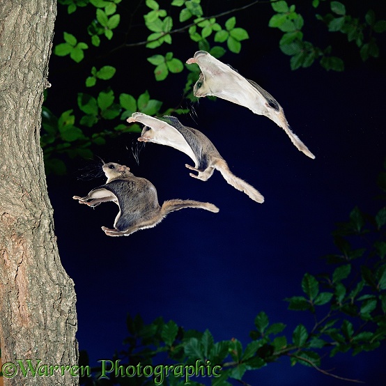Southern Flying Squirrel (Glaucomys volans) gliding in to land on a vertical tree trunk.  Three images at 20 millisecond intervals.  North America