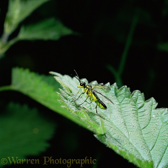 Green Sawfly (Tenthredo mesomelas) on nettle leaf.  Europe