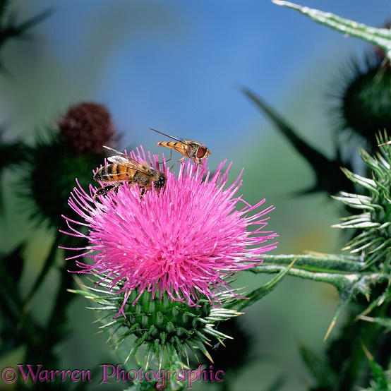 Honey Bee (Apis mellifera) worker and Migrant Hoverfly (Episyrphus balteus) feeding on Spear Thistle (Cirsium vulgare).  Europe & Asia