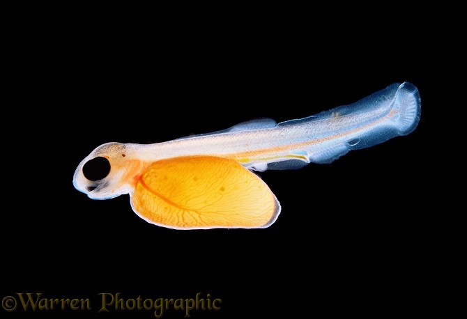 Rainbow Trout (Salmo gairdneri) newly hatched alevin.  North America, introduced elsewhere