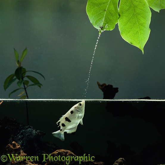 Archer Fish (Toxotes chatareus) jetting water at a spider.  South east Asia