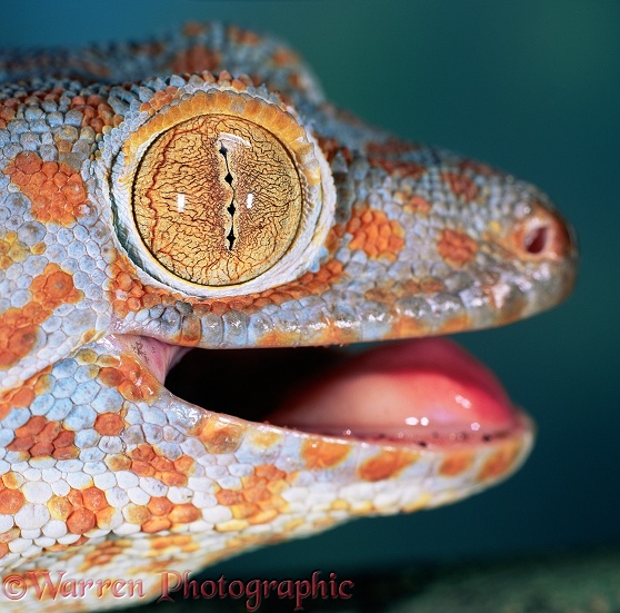 Tokay Gecko (Gekko gecko), pupil closed in bright light.  SE Asia