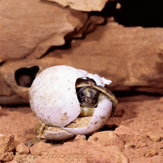 Spur-thighed Tortoise (Testudo graeca) hatchling emerging from egg.  Europe