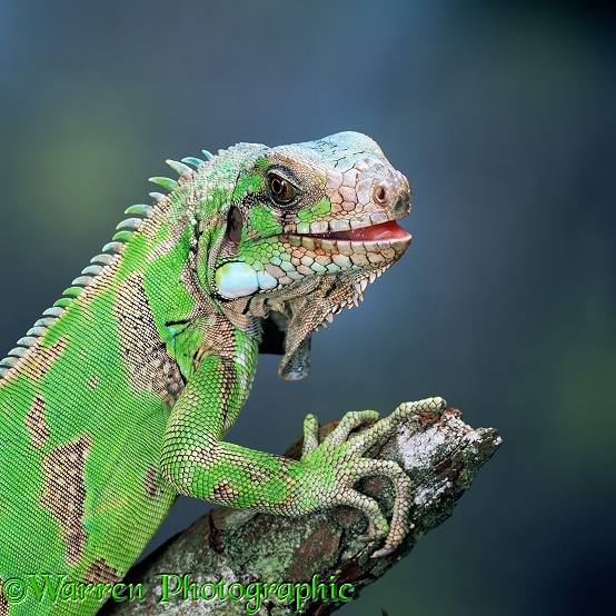 Green Iguana (Iguana iguana).  Americas