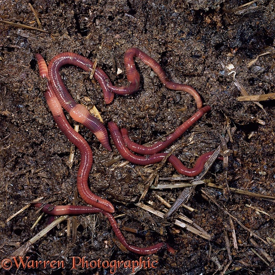 Earthworms (Eisenia foetida) in rich compost.  Europe