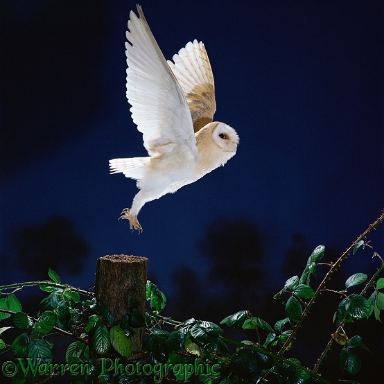Barn Owl (Tyto alba) female taking off.  Worldwide