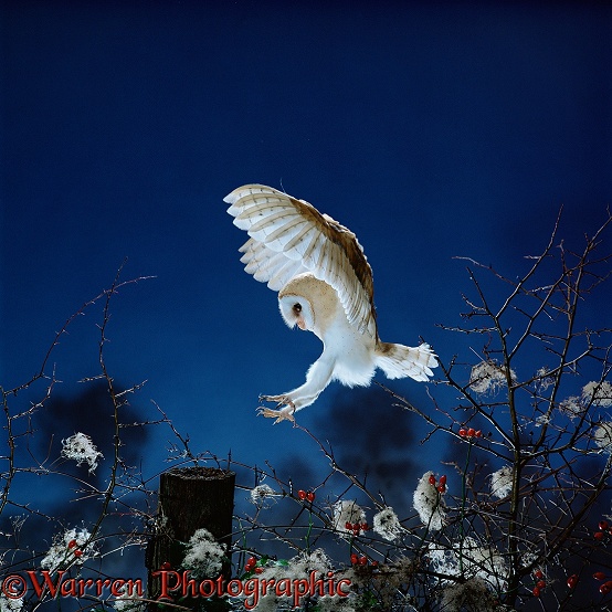 Barn Owl (Tyto alba) female landing.  Worldwide