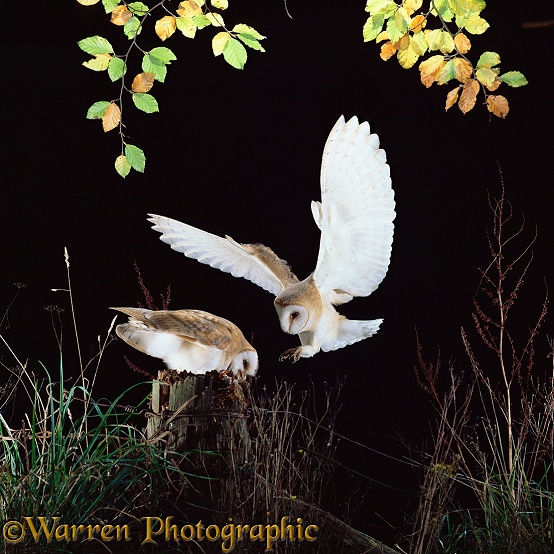 Barn Owl (Tyto alba) pair at feeding post.  Worldwide
