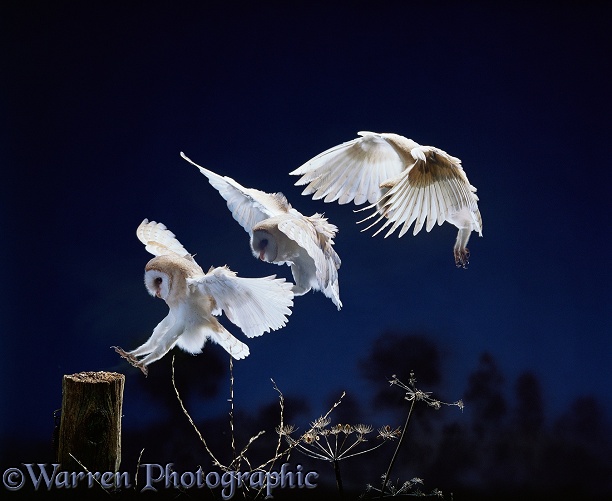 Barn Owl (Tyto alba) landing.  Three images at 20 millisecond intervals.  Worldwide