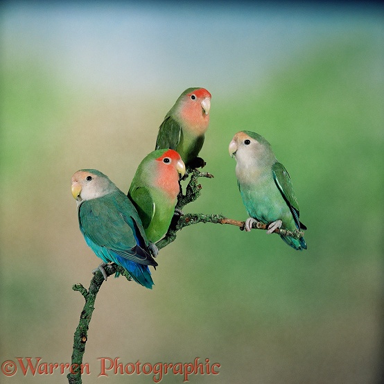 Rosy-faced Lovebird (Agapornis roseicollis) group showing colour varieties.  Africa