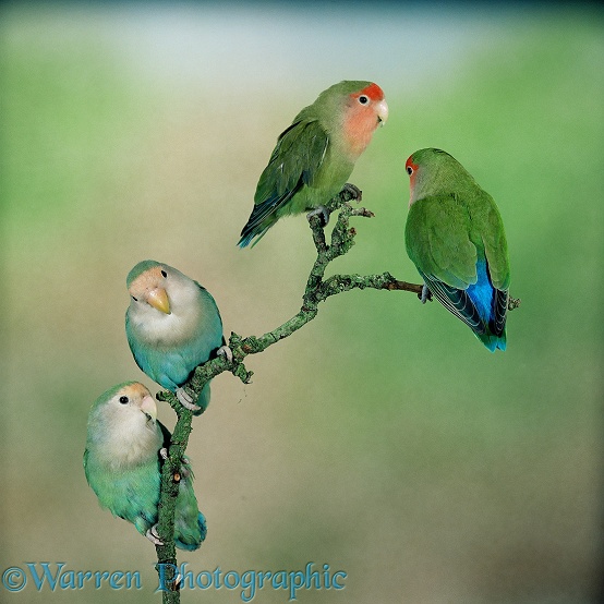 Rosy-faced Lovebird (Agapornis roseicollis) group showing colour varieties.  Africa