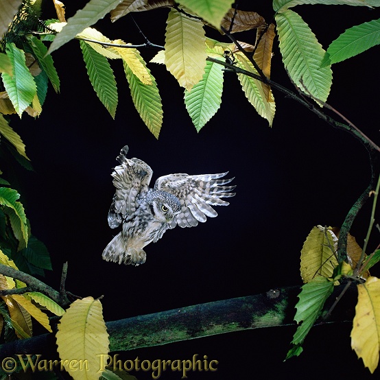 Little Owl (Athene noctua) alighting.  Europe & Asia