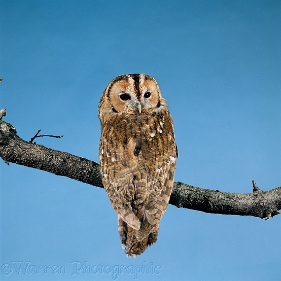 Tawny Owl (Strix aluco) at rest.  Europe & Asia