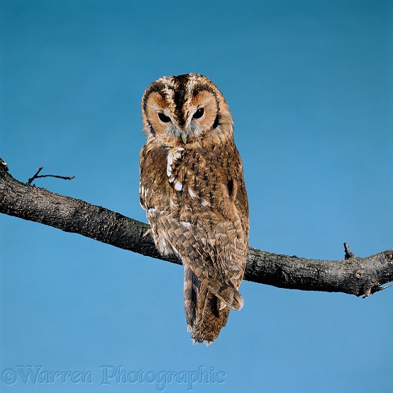 Tawny Owl (Strix aluco) at rest.  Europe & Asia