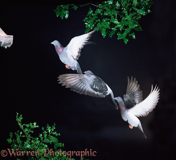 Domestic Pigeon (Columba leucomela) in flight.  Three images at 25 millisecond intervals.  Worldwide