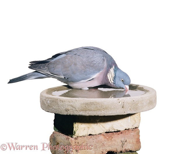 Wood Pigeon (Columba palumbus) drinking from birdbath.  Europe & Asia, white background