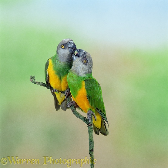 Senegal Parrot (Poicephalus senegalus) pair.  Africa