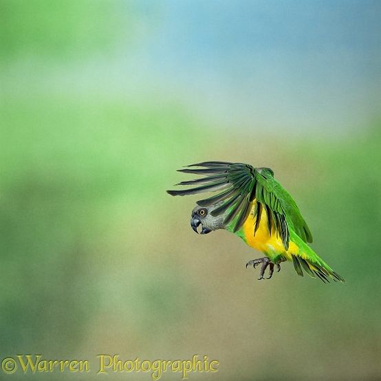 Senegal Parrot (Poicephalus senegalus) in flight.  Africa