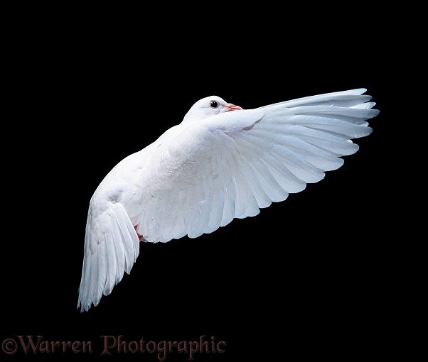 White dove (Columba livia) in flight