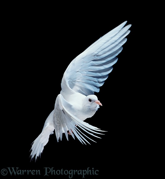 White dove (Columba livia) in flight