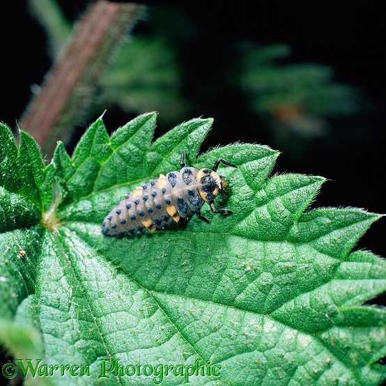 Seven-spot Ladybird (Coccinella 7-punctata) larva on nettle.  Europe & Asia