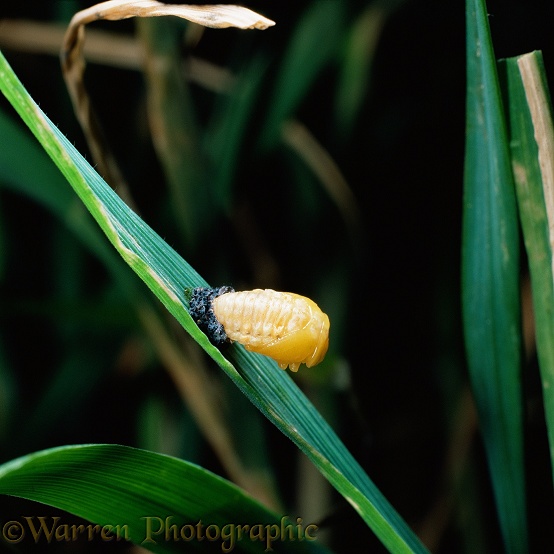 Seven-spot Ladybird (Coccinella 7-punctata) newly-formed pupa on grass blade.  Europe & Asia
