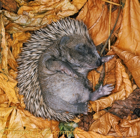 Baby European Hedgehog (Erinaceus europaeus).  Europe