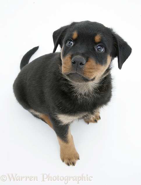 Rottweiler pup looking up, white background