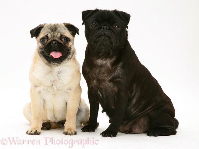 Fawn and Black pugs, white background