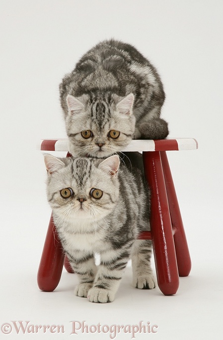 Silver tabby Exotic kittens and child's stool, white background