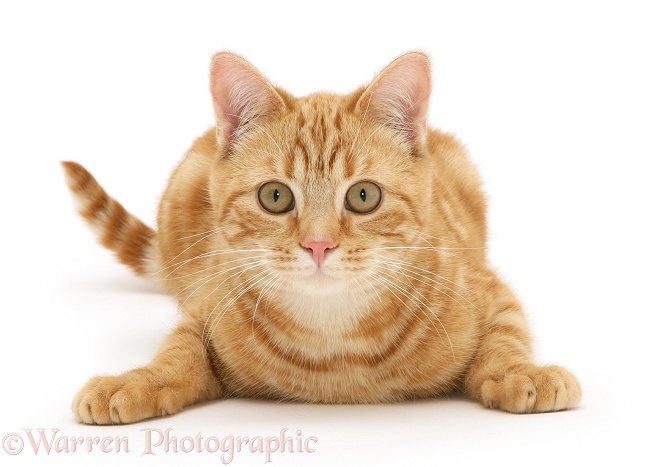 Young red tabby cat, Benedict, 7 months old, lying with head up, white background